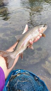 Rainbow Trout