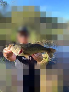 Largemouth Bass