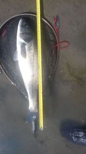 European Bass (Seabass)