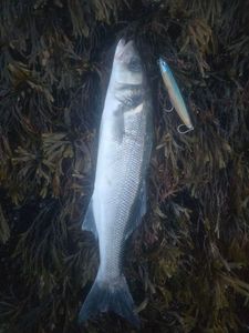 European Bass (Seabass)