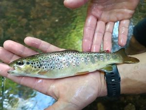 Brown Trout