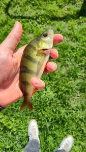 European Perch