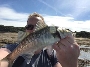 European Bass (Seabass)
