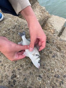 European Bass (Seabass)