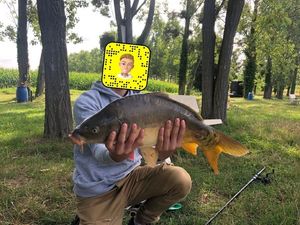 Mirror Carp