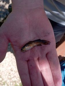 Black Bullhead