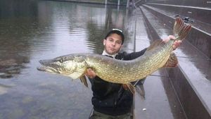 Northern Pike