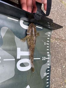 Round Goby