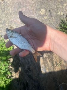 Roach