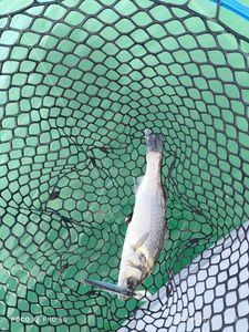 European Bass (Seabass)