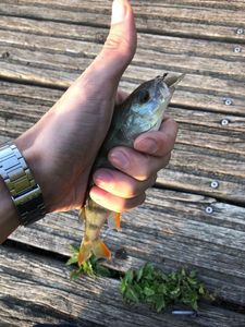 European Perch