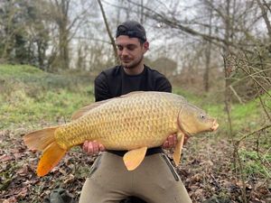 Common Carp