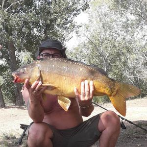 Mirror Carp