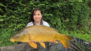 Common Carp