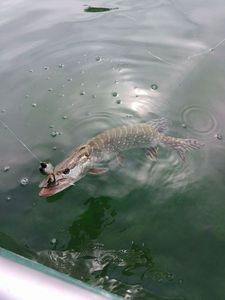 Northern Pike
