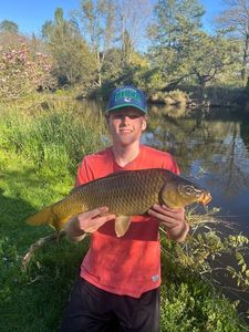 Common Carp