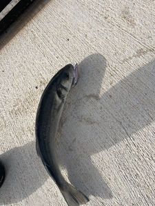 European Bass (Seabass)