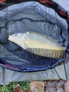 Leather Carp