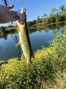 Northern Pike
