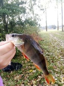 European Perch