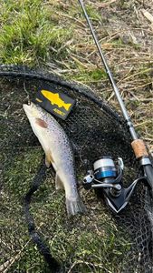 Brown Trout
