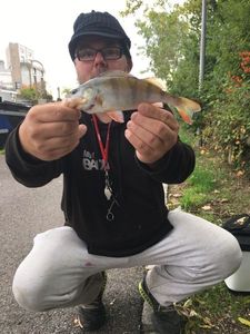 European Perch