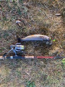 Brown Trout