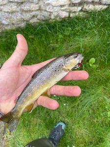 Brown Trout