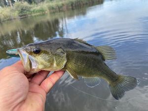 Largemouth Bass