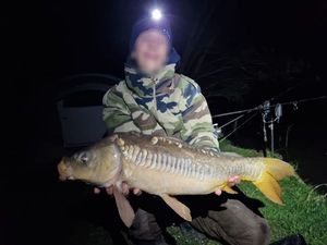 Carpes communes/ carpes miroirs