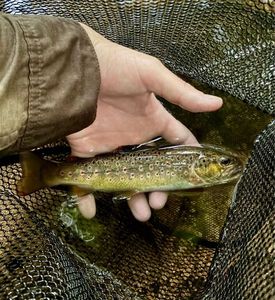 Brown Trout