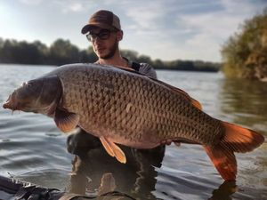 Common Carp