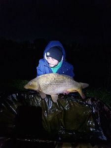 Common Carp