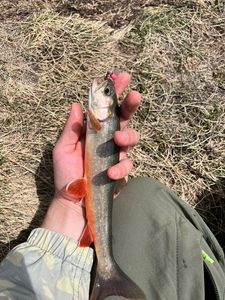 Arctic Char
