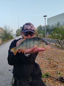 European Perch