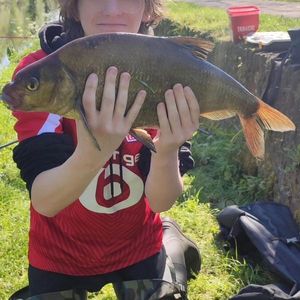 Common Bream