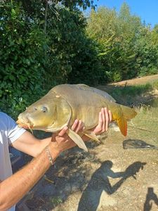 Mirror Carp