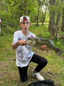 Largemouth Bass