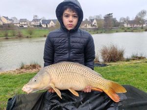 Common Carp