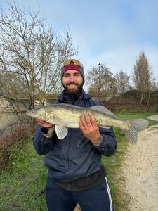 Zander