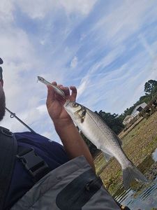 European Bass (Seabass)