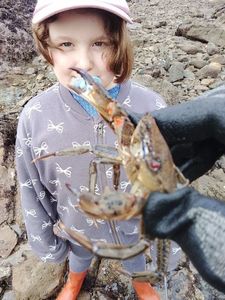 Velvet Swimming Crab