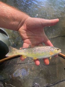 Brown Trout