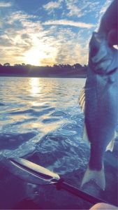 European Bass (Seabass)