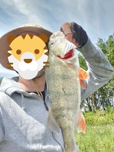 European Perch