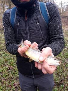 Rainbow Trout