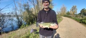 Largemouth Bass