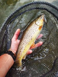 Brown Trout