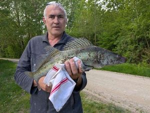 Zander