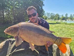 Mirror Carp